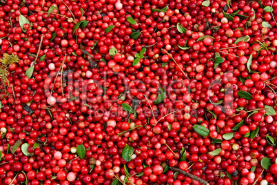 Abstract background from fresh cowberry