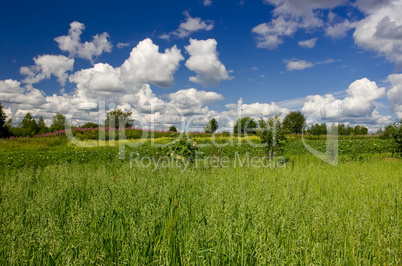 Summer landscape with beautiful clouds