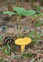 Chanterelle in the grass