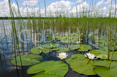 Summer landscape with water flowers