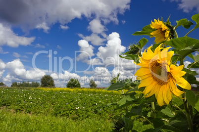 Summer landscape with sunflowers and beautiful clouds