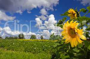 Summer landscape with sunflowers and beautiful clouds