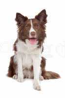 Border collie sheepdog