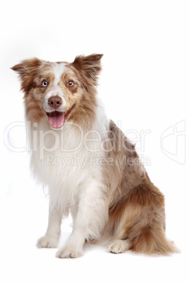 Border collie sheepdog