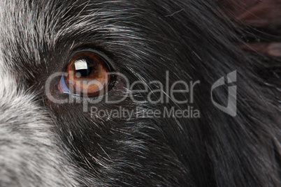 close-up dog eye
