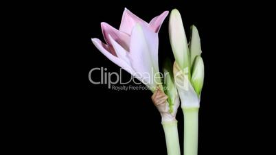 Time-lapse Opening white amaryllis (Amaryllis belladonna L.)