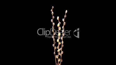 Time-lapse Of Growing Willow Catkins Isolated On Black (Salix L.)