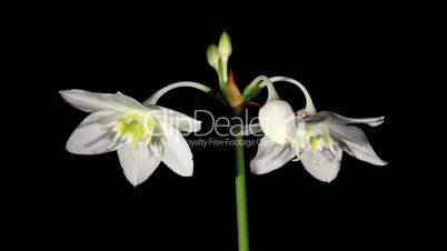 white Amazon lily flower on the black background (Eucharis grandiflora) timelapse