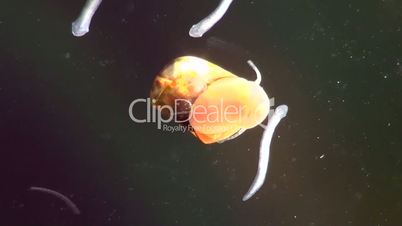 Strudelwürmer (Turbellaria)