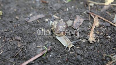 snail crawls(Helix pomatia)