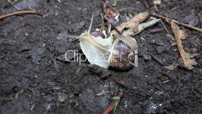 snail crawls(Helix pomatia), timelapse