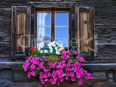 Blumenfenster