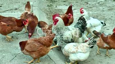 A group of pasture raised chickens