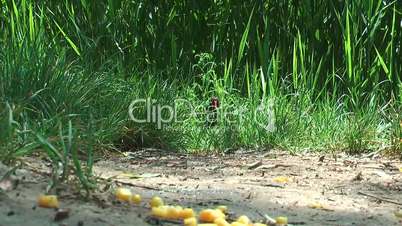 Waterbird eats corn