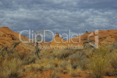 Dry trees and rock formations in canyon south of Hanksville, Utah
