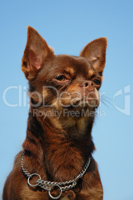 brown chihuahua