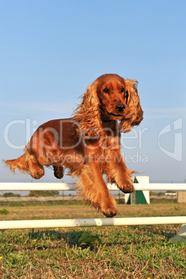 cocker spaniel in agility