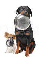 rottweiler chihuahua and food bowl