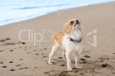 puppy chihuahua on the beach
