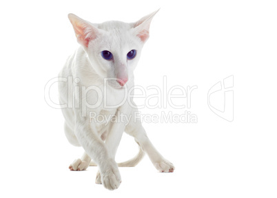 white oriental cat