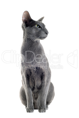 gray oriental cat