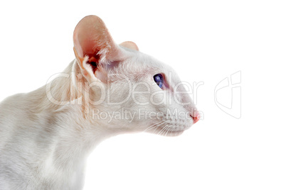 white oriental cat