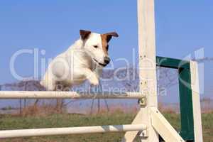 jack russel terrier in agility