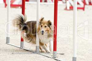 shetland in agility