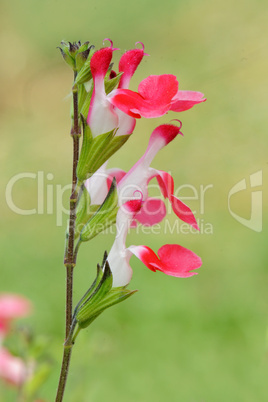 Salvia microphylla Hot Lips