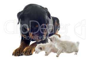 rottweiler and siamese kitten