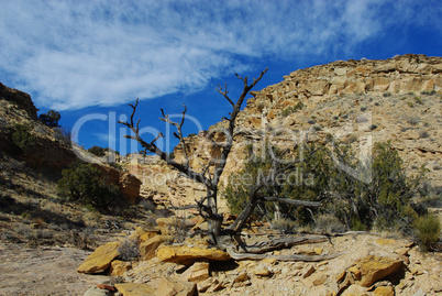Dry tree and rocks in side canyon near Capitol Reef National Park, Utah