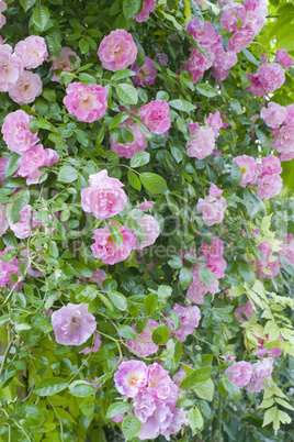 Rosa banksiae rosea