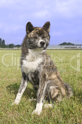 akita inu