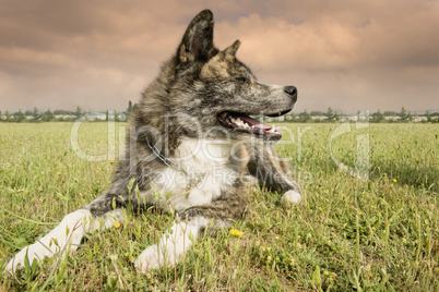 akita inu