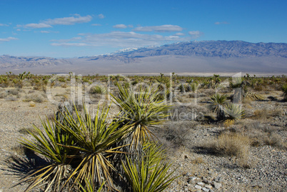 Yuccas, desert and high mountain range near Mount Charleston, Nevada