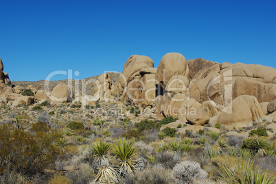 Desert plants and rock formations, Joshua Tree National Park, California