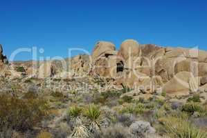 Desert plants and rock formations, Joshua Tree National Park, California