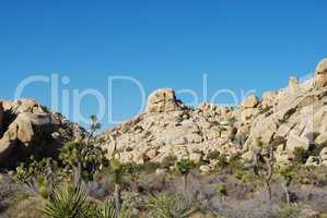 Yucca, Joshua and rock formations, Joshua Tree National Park, California