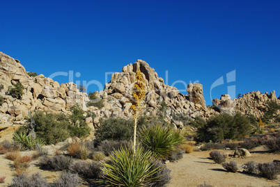 Yucca, beautiful coloured desert plant and rock formations, Joshua Tree National Park, California