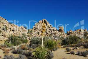 Yucca, beautiful coloured desert plant and rock formations, Joshua Tree National Park, California