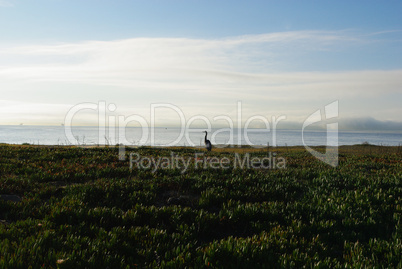 Lonely crane on Pacific shore in the morning, Santa Barbara, California