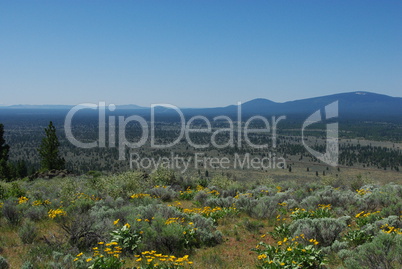 Yellow flowers, high plains, forests and mountains of Klamath National Forest near Oregon border, Northern California