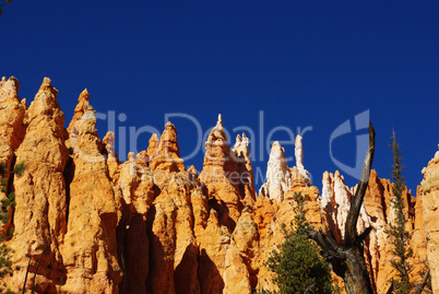 Dry tree and rock towers pointing to intense blue sky, Bryce Canyon, Utah
