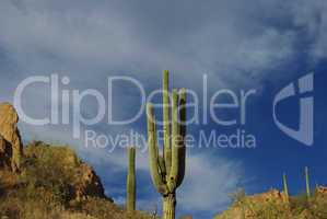 Saguaros and rocks near Tortilla Flat, Arizona