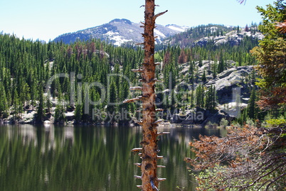 Dry tree in front of lake, rocks, forests and Rocky Mountains, Colorado