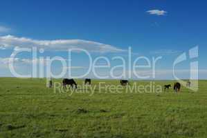 Wild horses and vast prairie, Wyoming