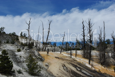 Colourful Mammoth Terraces with dry trees, blue sky and clouds, Yellowstone National Park, Wyoming