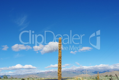 Lonely high prairie plant near Borah Peak, Idaho