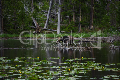 Moose in pond in secluded mountains of Shoshone National Forest, Wyoming