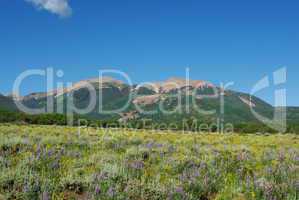 Beautiful flowers and meadows on high mountain plateau with Manti La Sal peaks, Colorado and Utah border region